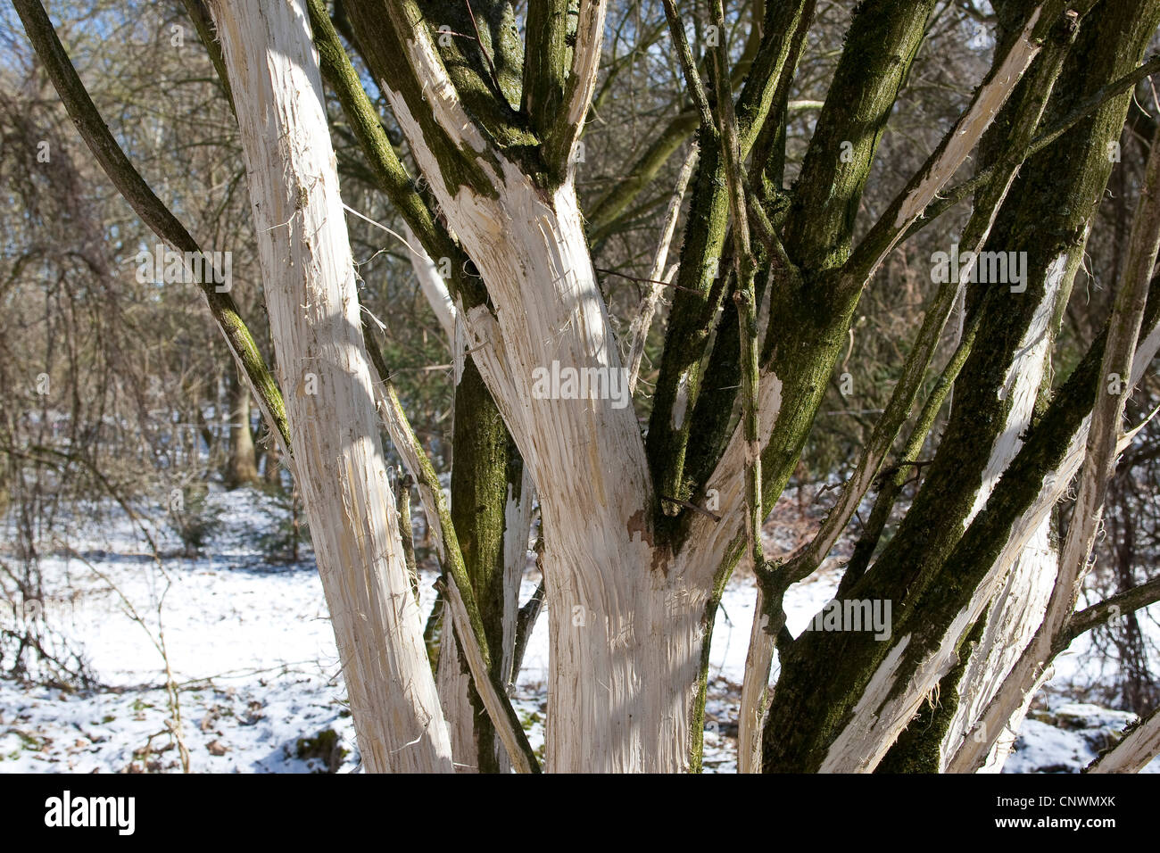 Ciervo rojo (Cervus elaphus), árboles y arbustos en un paisaje invernal con corteza corroído por animales Foto de stock
