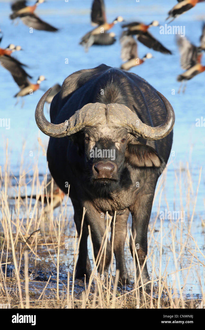 El búfalo africano (Syncerus caffer), situándose en un lago, Botswana, el Parque Nacional Chobe Foto de stock