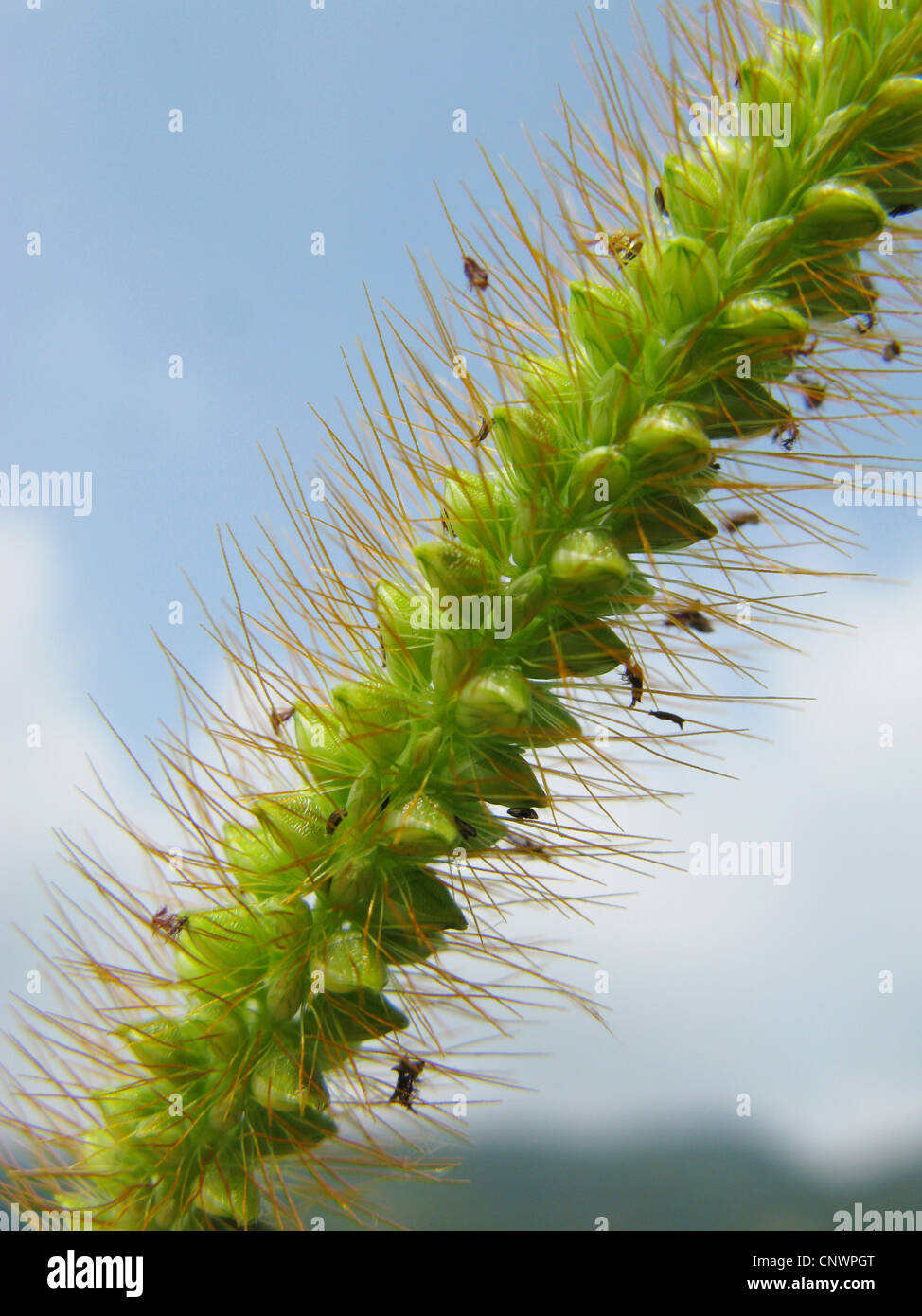 Cerdas de color amarillo, blanco-pasto (foxtail Setaria pumila), inflorescencia, Alemania, Renania-Palatinado Foto de stock