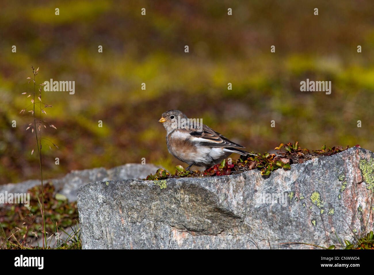 Snow bunting (Plectrophenax nivalis) en el verano de plumaje encaramado sobre una roca en la tundra, Groenlandia Foto de stock