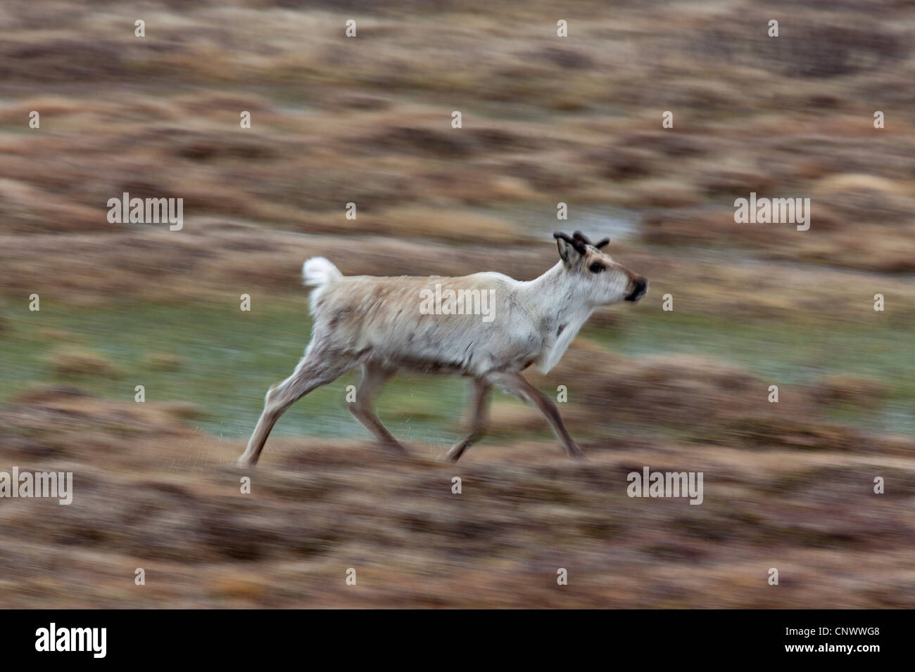 Los renos (Rangifer tarandus) que se ejecuta en la tundra en verano, Jaemtland, Suecia Foto de stock