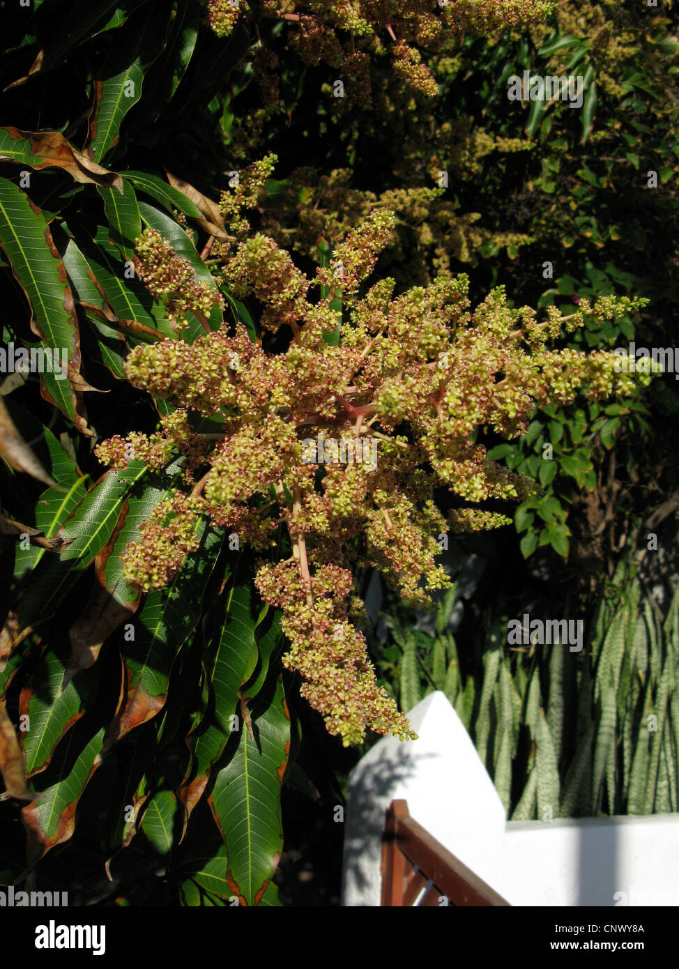 Mango (Mangifera indica), floreciendo, Islas Canarias, La Gomera Foto de stock