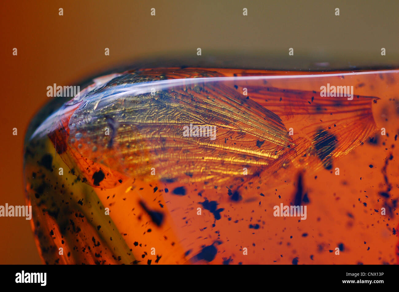 Larva de termitas en ámbar Mexicano (piedra bruta) con inclusiones de alas de insectos Foto de stock