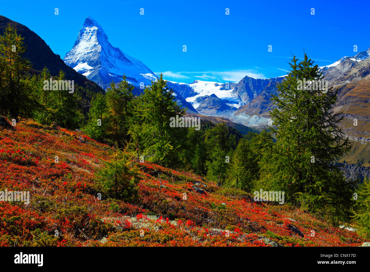Dwarf arándano, Arándano, huckleberry, baja billberry (Vaccinium myrtillus), vistas al Matterhorn desde ladera de montaña con el arándano en otoño de coloración, Valais, Suiza Foto de stock