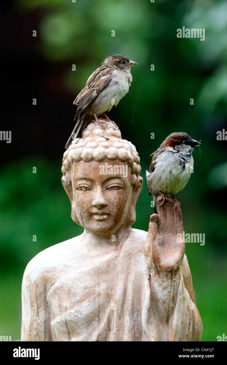Gorrión (Passer domesticus), dos pájaros sentados en la cabeza de una estatua de Buda de terracota en el jardín , Alemania Foto de stock