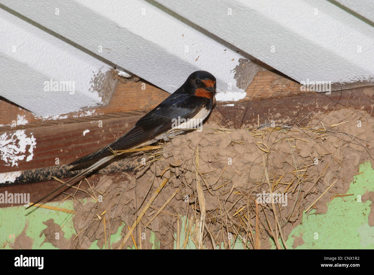 La golondrina común (Hirundo rustica), en su nido en el techo de un establo, Alemania Foto de stock