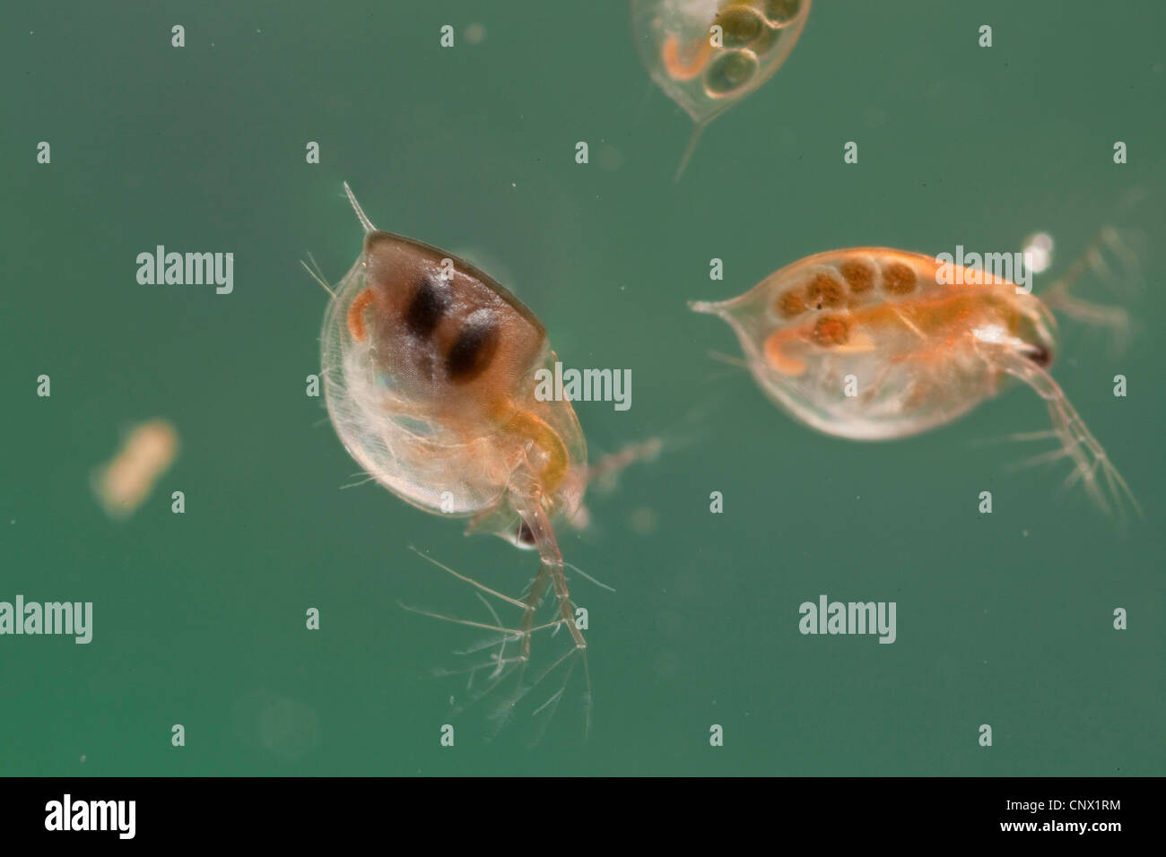 La pulga de agua común (Daphnia pulex), dos individuos con huevos y juveniles descansando en la bolsa de cría Foto de stock