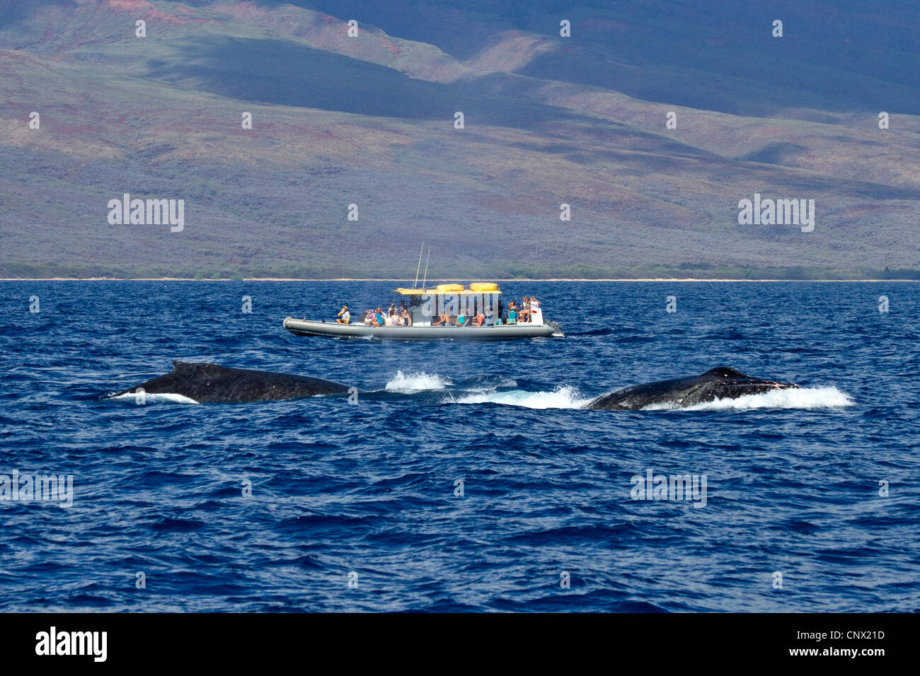 La ballena jorobada (Megaptera novaeangliae), Observación de Ballenas, barco turístico junto a las ballenas twi, EE.UU., Hawai, Maui Foto de stock