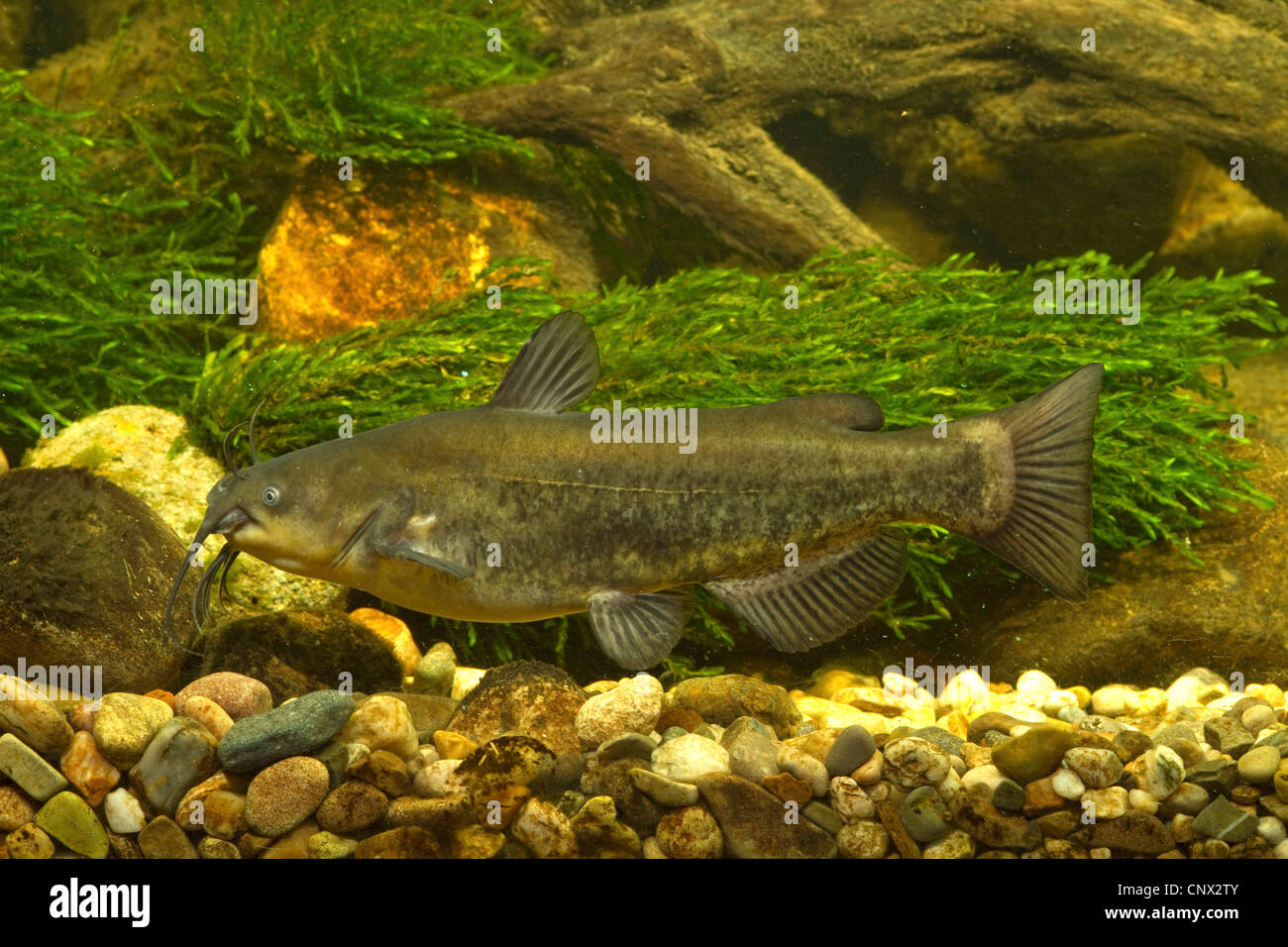 Bagre de agua dulce de América del Norte (Ictaluridae), sobre la plaqueta Foto de stock
