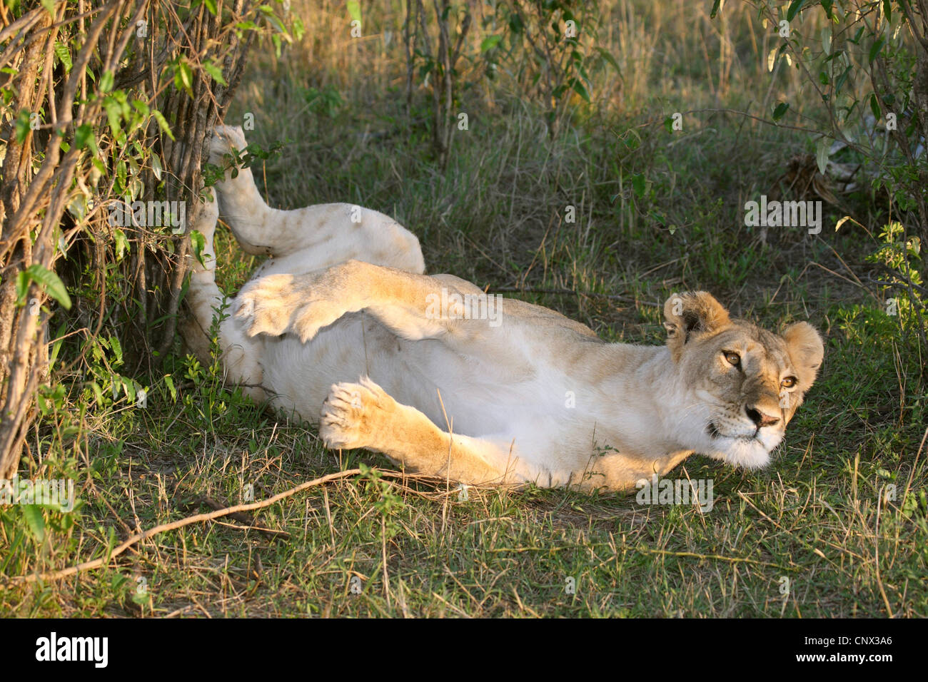 León (Panthera leo), León estirado, Kenia, Masai Mara National Park Foto de stock