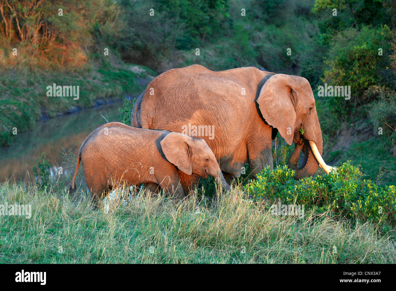 Elefante africano (Loxodonta africana), vaca con ternero alimentándose en una ribera, Kenya Foto de stock