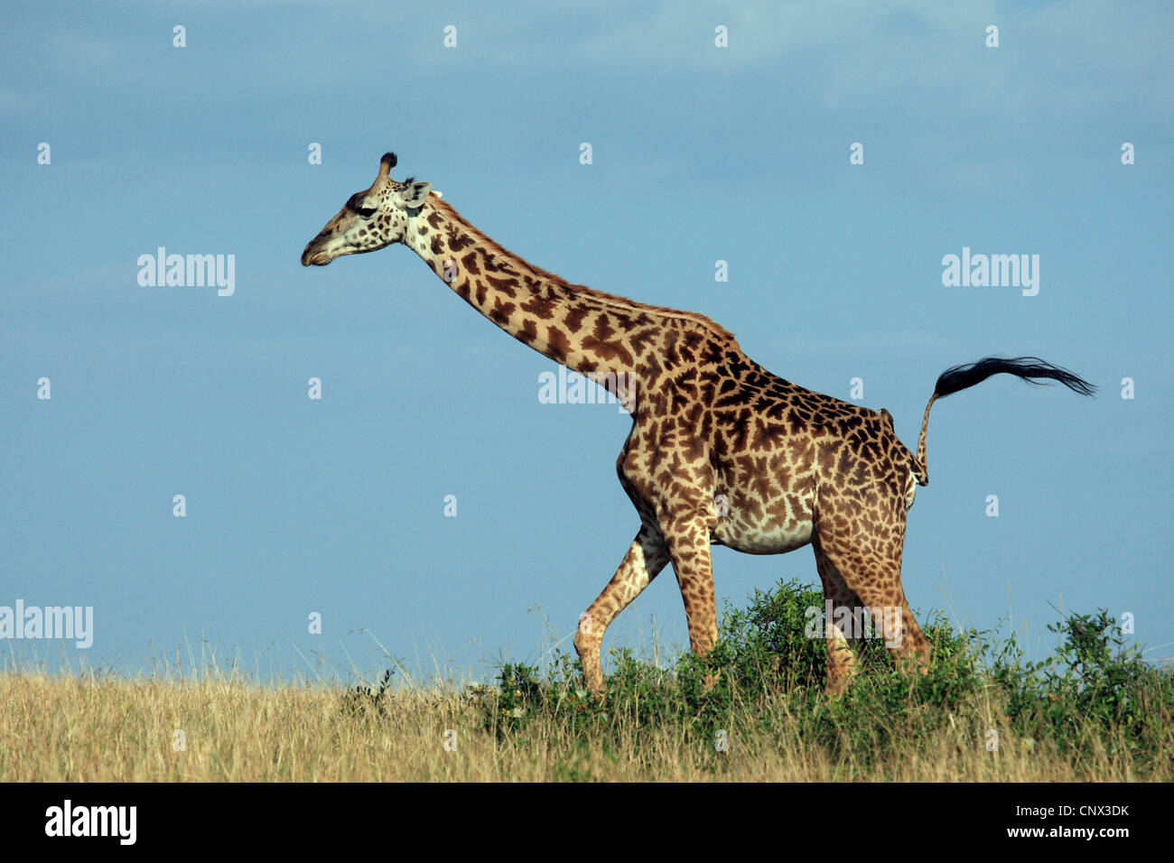 Jirafa (Giraffa camelopardalis), caminando sobre hierba seca en la sabana, Kenia, Masai Mara National Park Foto de stock