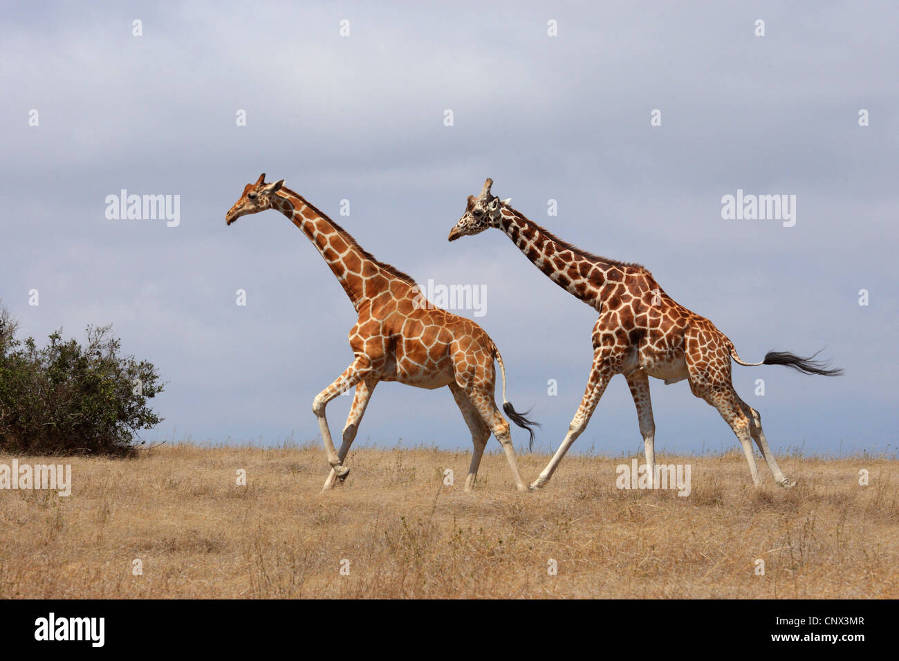 Jirafa reticulada (Giraffa camelopardalis reticulata), dos jirafas corriendo a través de la sabana, Kenya, Sweetwater Game Reserve Foto de stock