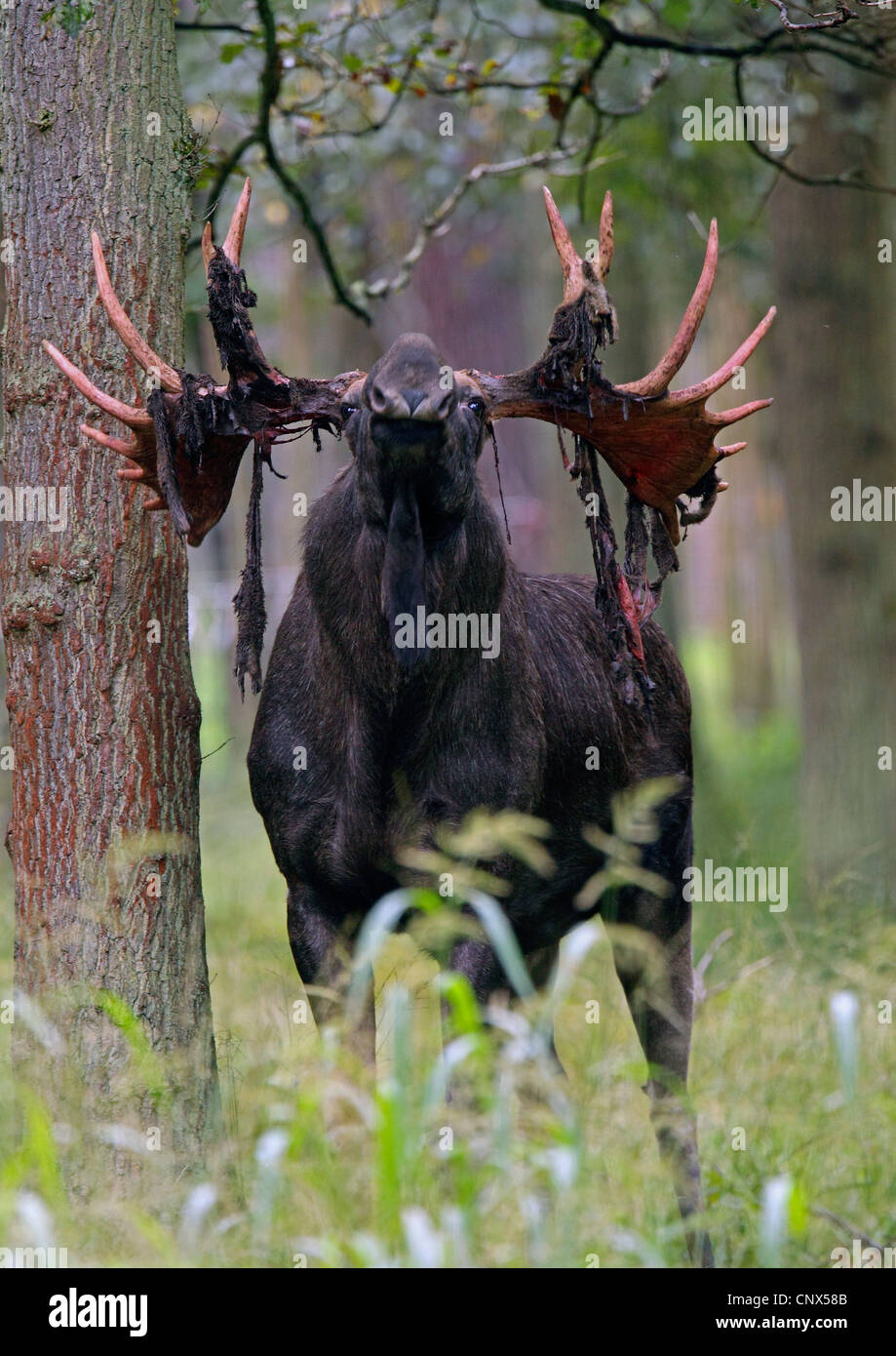 Elk, moose europeo (Alces alces alces), Bull con piezas de bast en la cornamenta después frotando apagado el terciopelo, Alemania Foto de stock