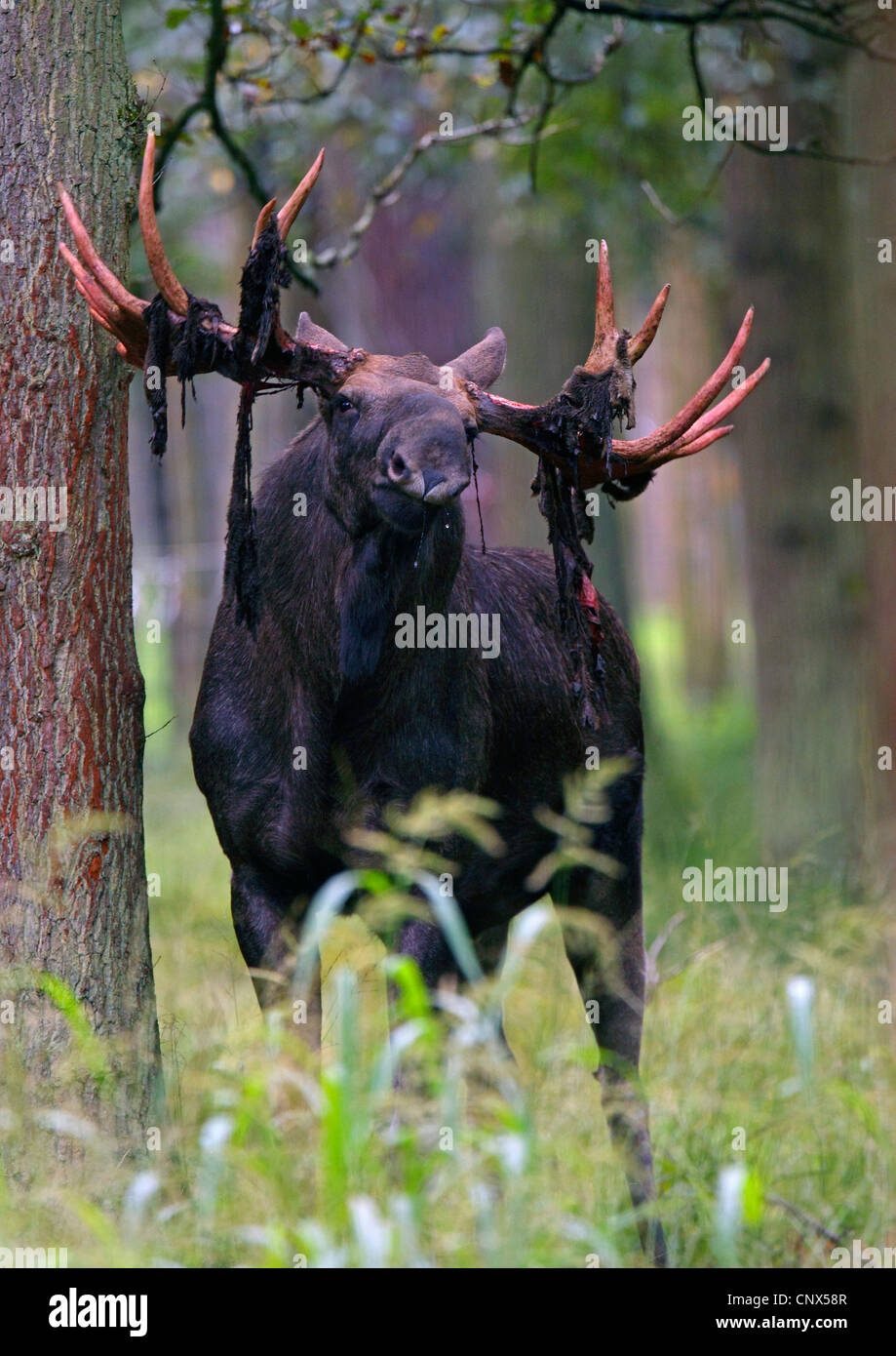 Elk, moose europeo (Alces alces alces), Bull con piezas de bast en la cornamenta después frotando apagado el terciopelo, Alemania Foto de stock