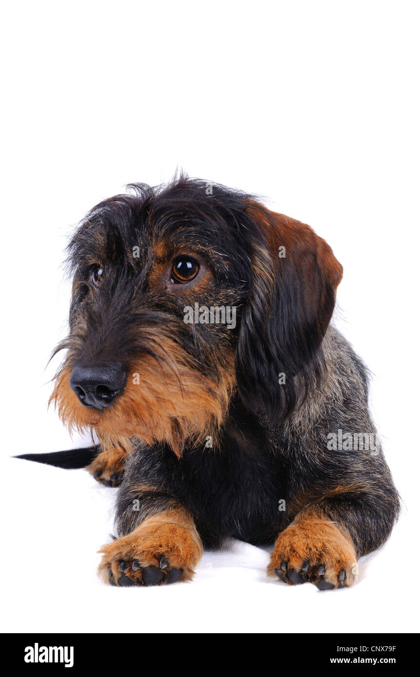 Teckel de pelo de alambre, cable-haired, perro salchicha perro doméstico  (Canis lupus familiaris) f., retrato de longitud completa Fotografía de  stock - Alamy