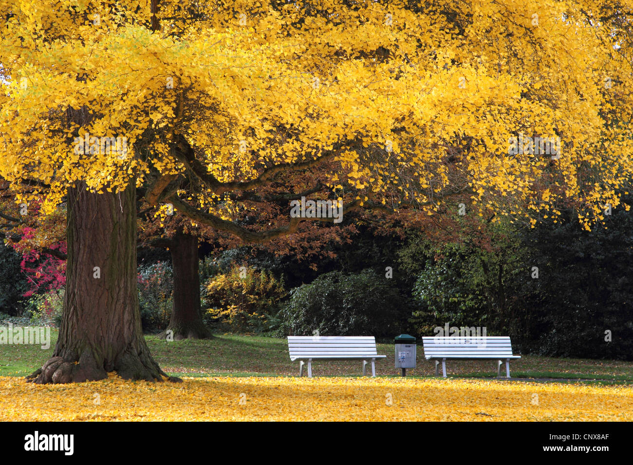Maidenhair tree, árbol de ginkgo, Árbol Ginko, árbol de ginkgo (Ginkgo biloba), en un parque en otoño con bancos Foto de stock