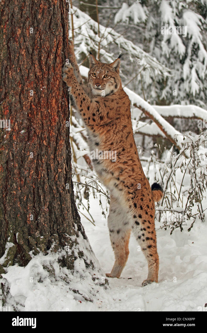 El lince eurásico (Lynx lynx), de pie en la nieve profunda errected estrechando en un tronco de árbol, Alemania, Sajonia Foto de stock