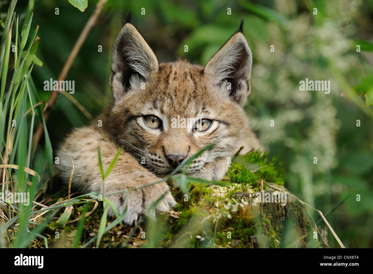 El lince eurásico (Lynx lynx), retrato, Alemania Foto de stock
