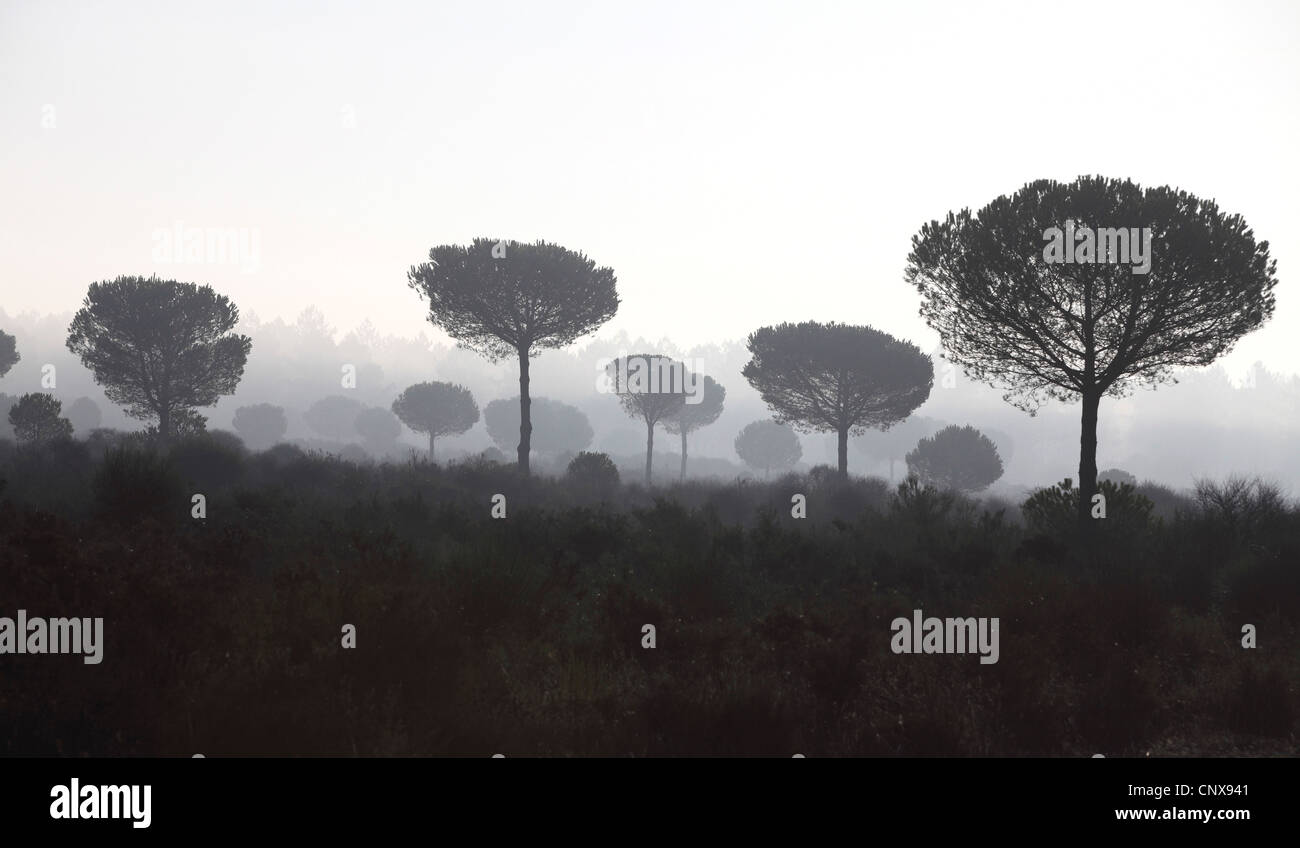 Pino piñonero (Pinus pinea), pinos paraguas en la mañana la niebla, España,  el Coto de Doñana, Parque Nacional Acebron Fotografía de stock - Alamy