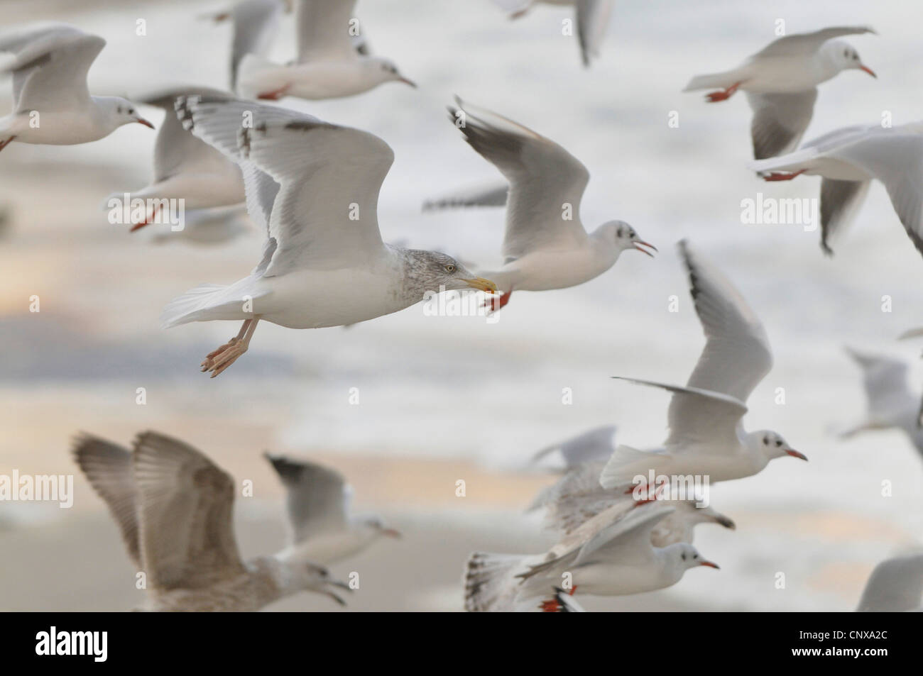 Gaviotas (Larinae), volando bandada de gaviotas, Alemania, Mar Báltico Foto de stock