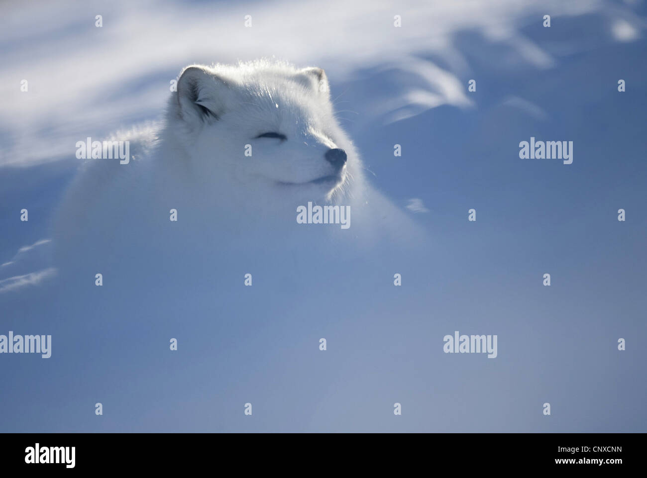 Zorro ártico, el zorro polar (Alopex lagopus, Vulpes lagopus), en invierno, Noruega Foto de stock