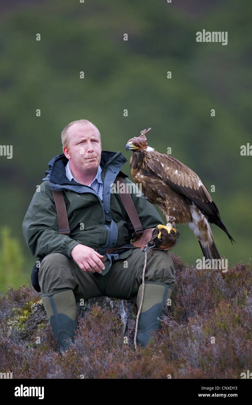 Águila real (Aquila chrysaetos), el águila real, el cetrero con Reino  Unido, Escocia, el Parque Nacional de Cairngorms Fotografía de stock - Alamy