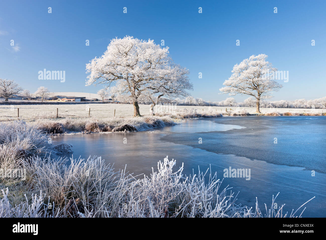 Blanco mate hoar árboles y lago congelado en una fría mañana de invierno, Morchard Road, Devon, Inglaterra. Invierno (diciembre de 2010). Foto de stock
