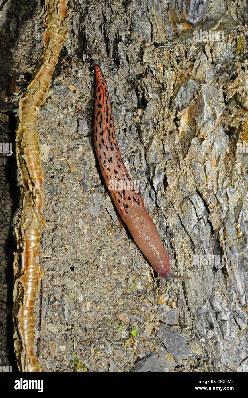 Babosa de mar (Ceratosoma trilobatum), arrastrándose a lo largo de un tronco de árbol, Italia, Liguria Foto de stock