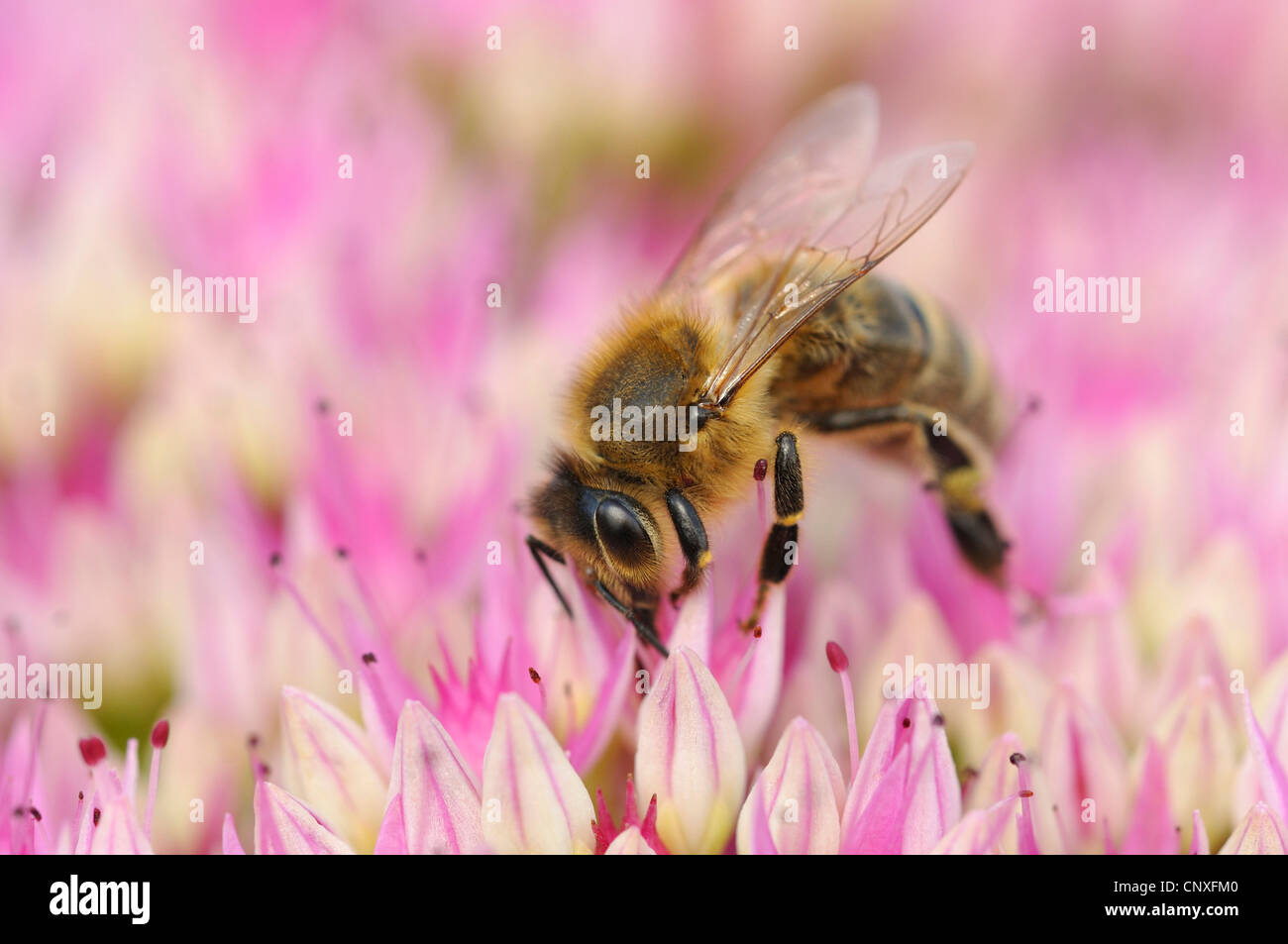 Miel de abeja, colmena de abejas (Apis mellifera mellifera), sentado en succionar el néctar de las flores, Alemania Foto de stock