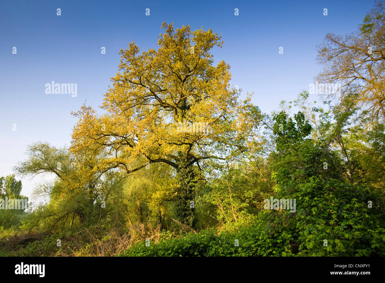 Roble común, roble pedunculate, Inglés de roble (Quercus robur), el roble en primavera, Alemania, Hesse, GSN Kuehkopf-Knoblochsaue Foto de stock