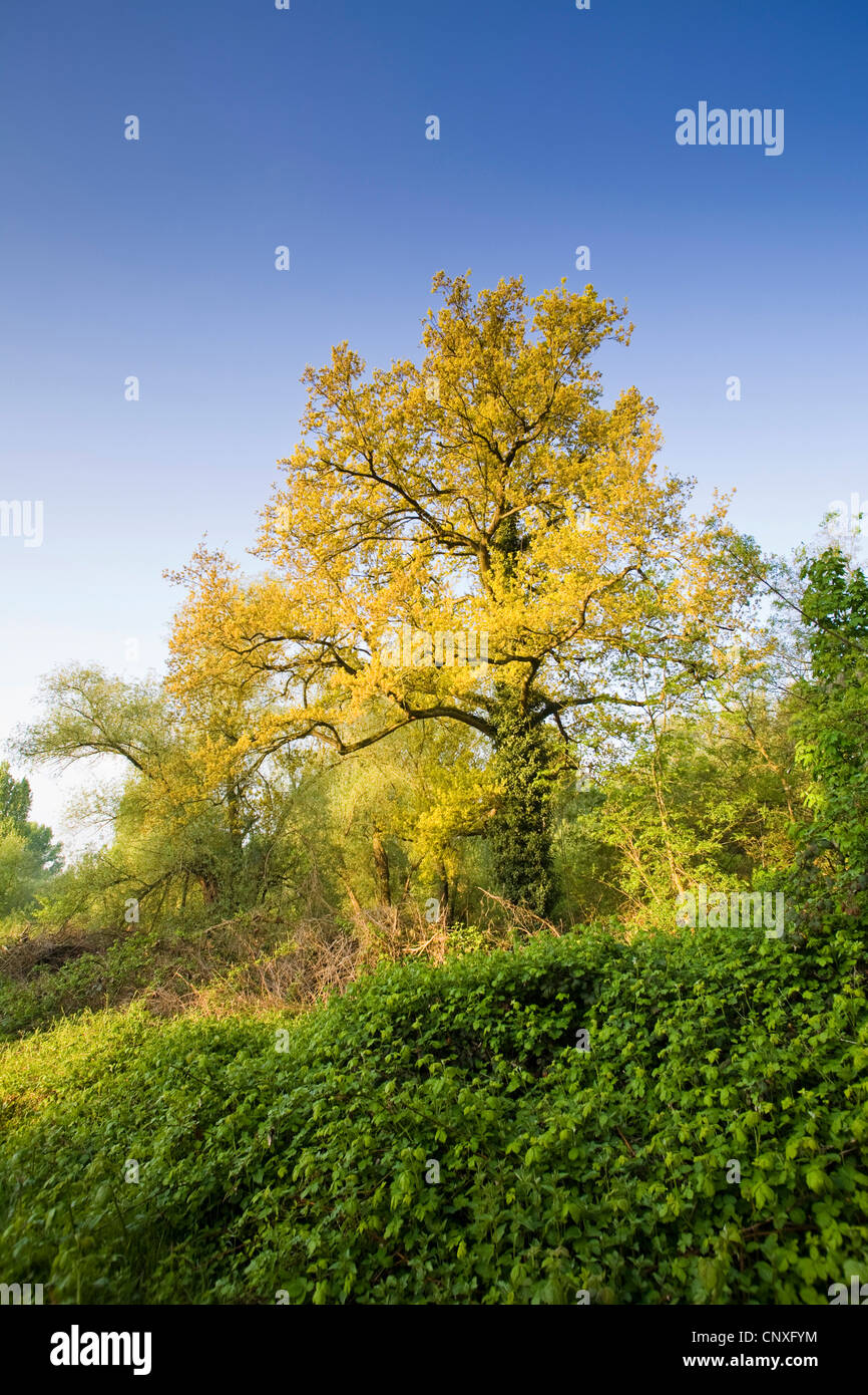 Roble común, roble pedunculate, Inglés de roble (Quercus robur), el roble en primavera, Alemania, Hesse, GSN Kuehkopf-Knoblochsaue Foto de stock