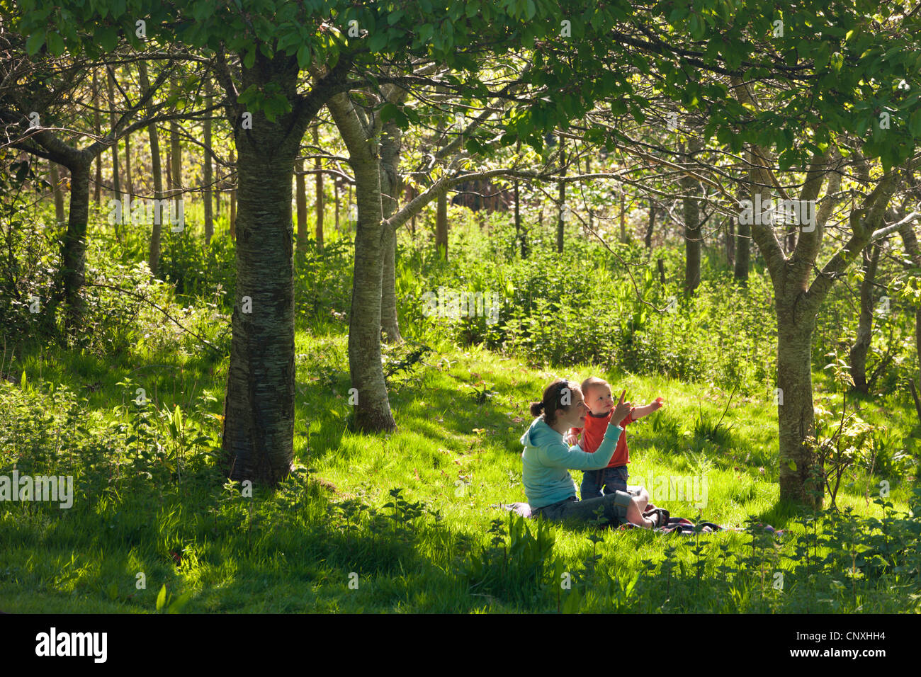 La joven madre e inquisitiva de un año un hijo pequeño en un bosque, madera Cutteridge, Devon, Inglaterra. La primavera (abril) de 2011. Foto de stock
