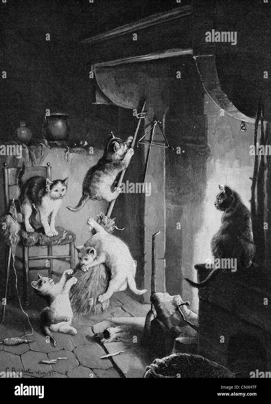 Noche de Walpurgis los gatos, histórico grabado, 1883 Foto de stock