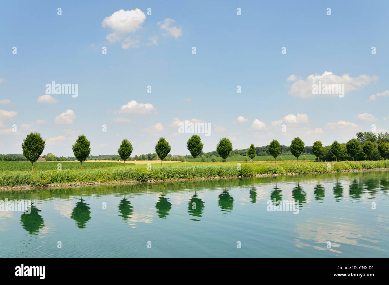 Hilera de árboles reflejando en el agua, Alemania Foto de stock