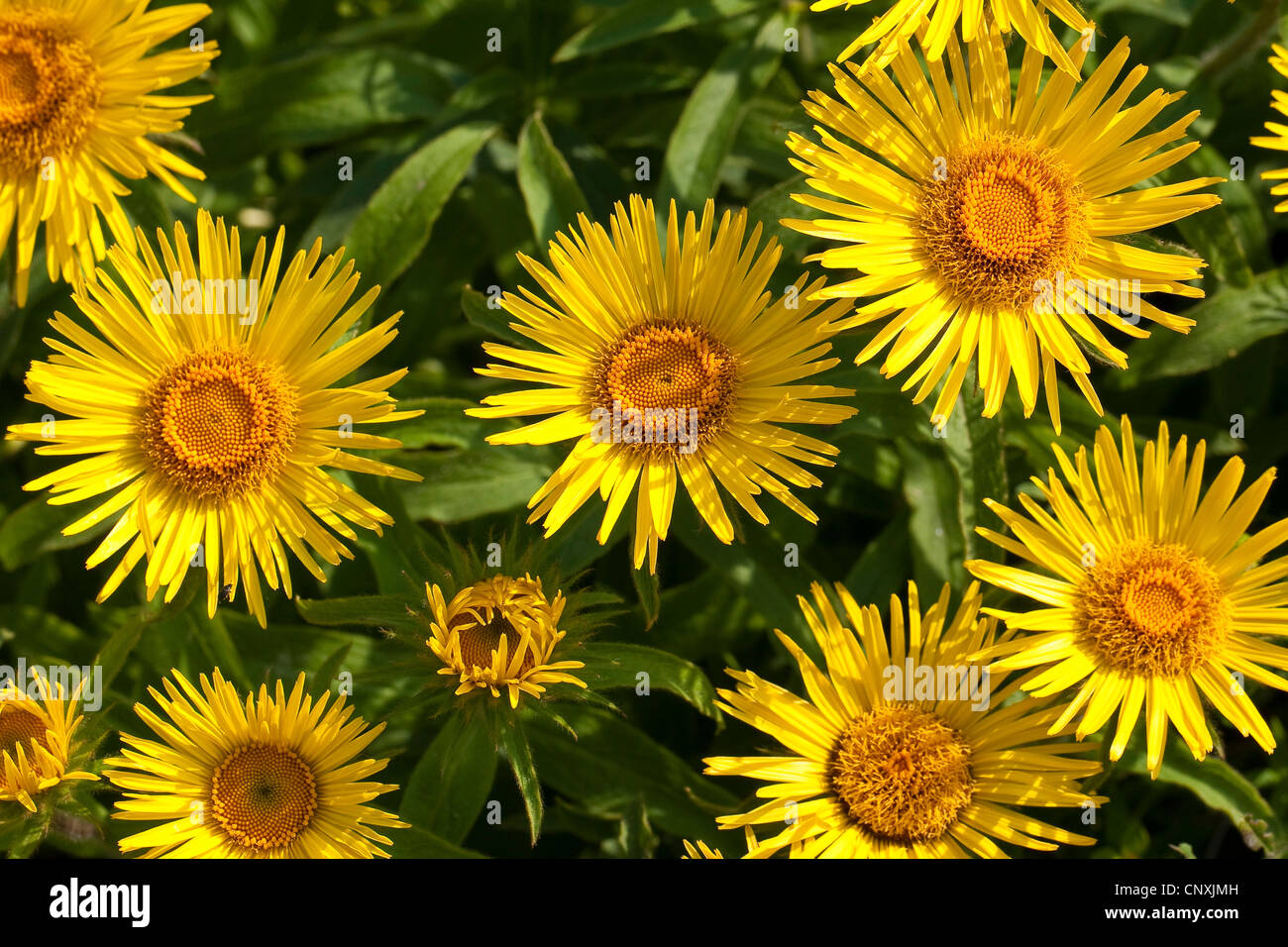 Inula montana (Inula montana), floreciendo Foto de stock