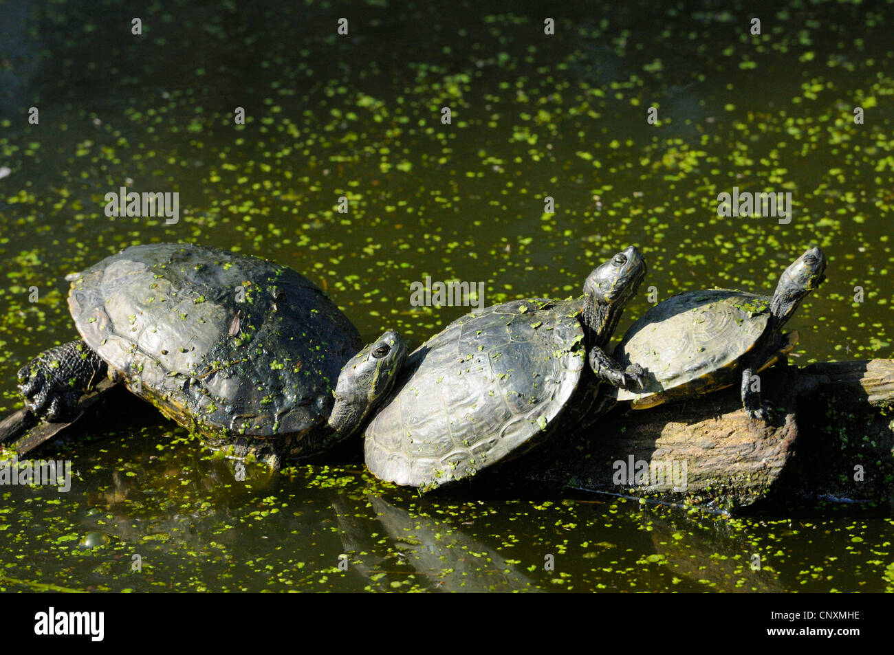 Tres las tortugas de orejas rojas (Trachemys scripta elegans) desde Florida tomando sol en roca, Rodas parque del animal, Moselle, Francia Europa Foto de stock