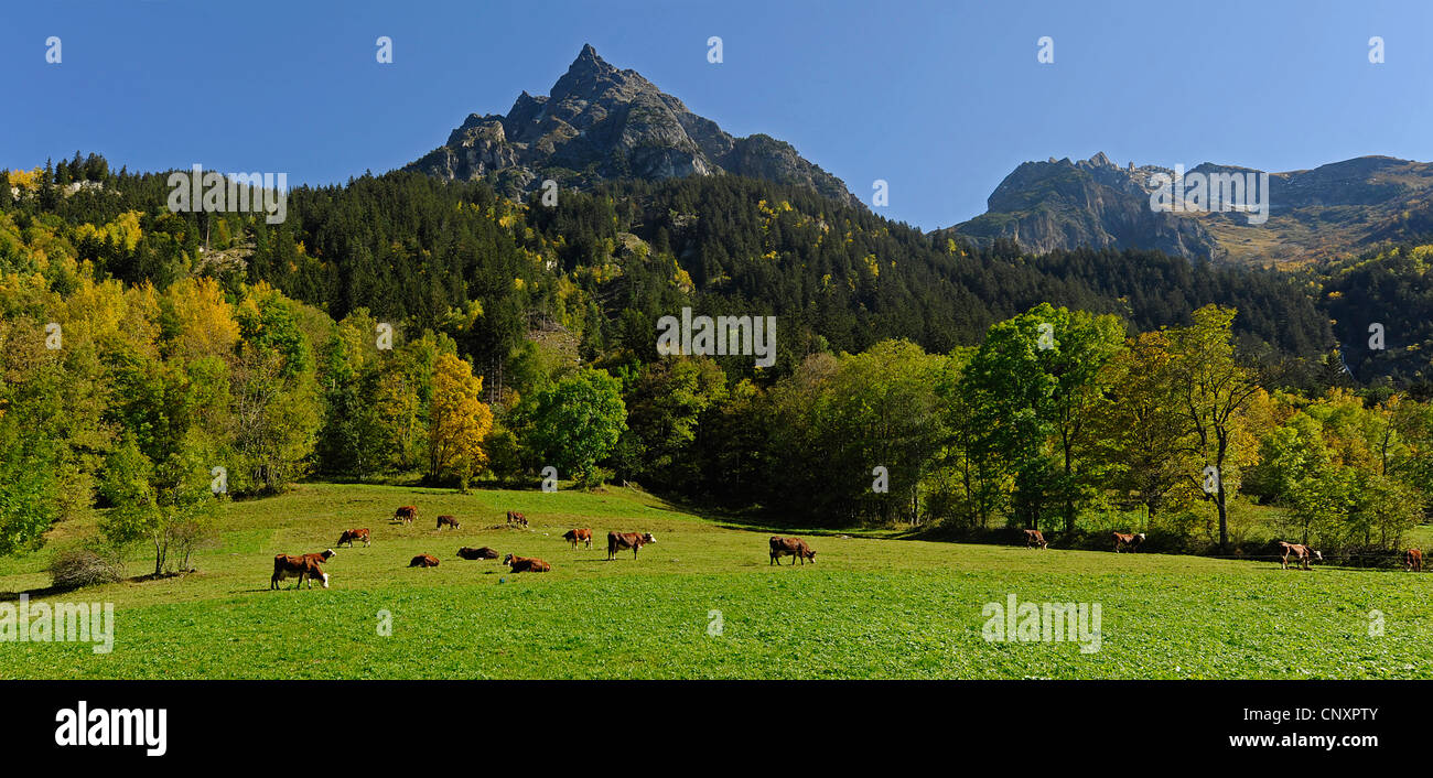 Vista desde una pradera de montaña con ganado en la Pointe de la Vuzelle (2553 m), Francia, Savoie, Parque Nacional Vanoise Foto de stock