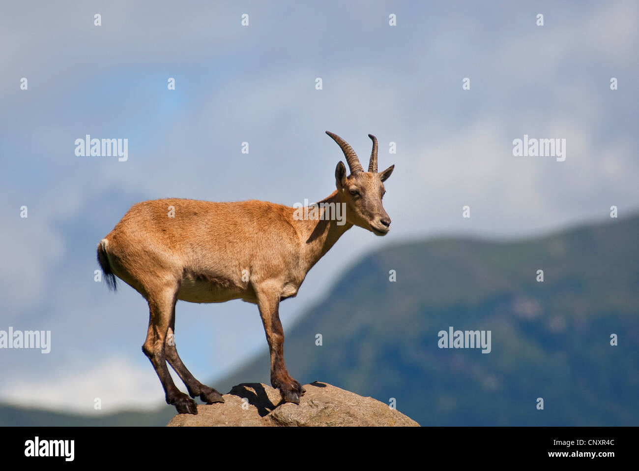 Alpina (Capra ibex), de pie sobre una roca en la parte delantera del panorama de montaña Foto de stock