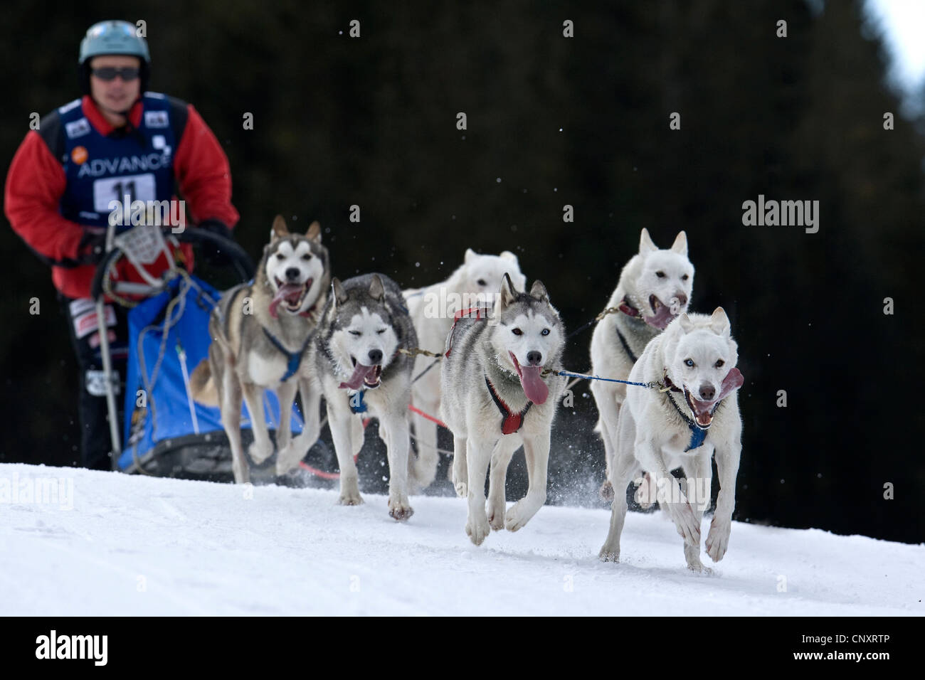 Perro doméstico (Canis lupus familiaris) f., carrera de perros de trineo team Foto de stock