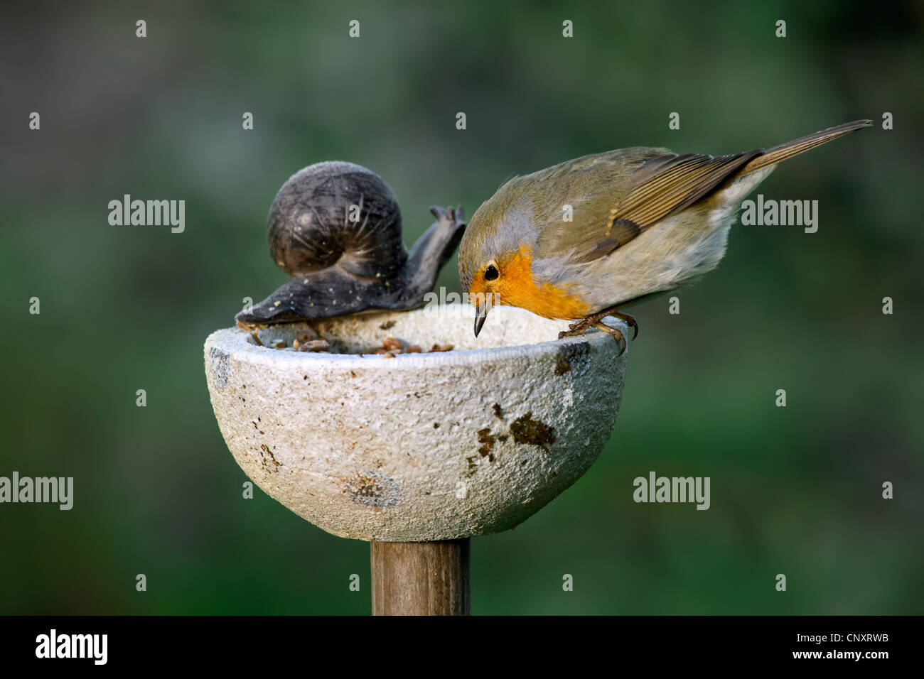 Unión petirrojo (Erithacus rubecula) alimentando al pájaro en el jardín Foto de stock