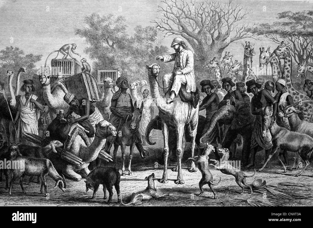Carga y la salida de una expedición de fauna africana, histórico grabado, 1888 Foto de stock