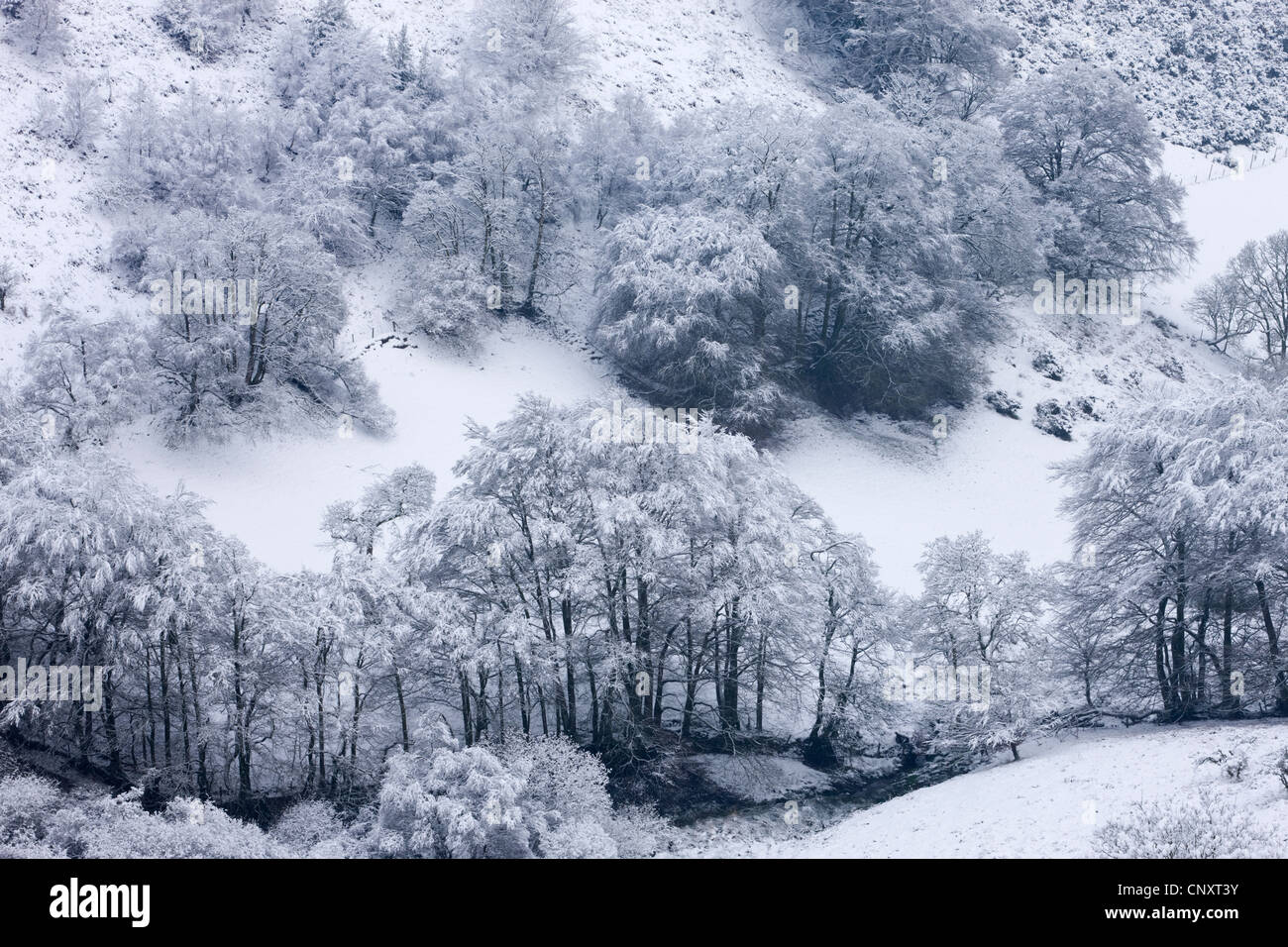 Árboles cubiertos de nieve en el Punchbowl, Exmoor, Somerset, Inglaterra. Invierno (enero de 2012). Foto de stock