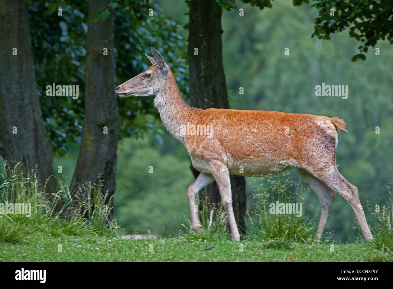 Ciervo rojo (Cervus elaphus), hind en pradera, Alemania Foto de stock