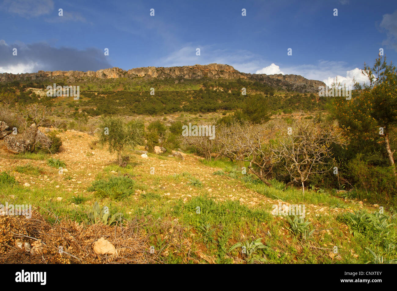 Los residuos bush y paisaje de roca, Turquía, Gaziantep, Durnalik Foto de stock