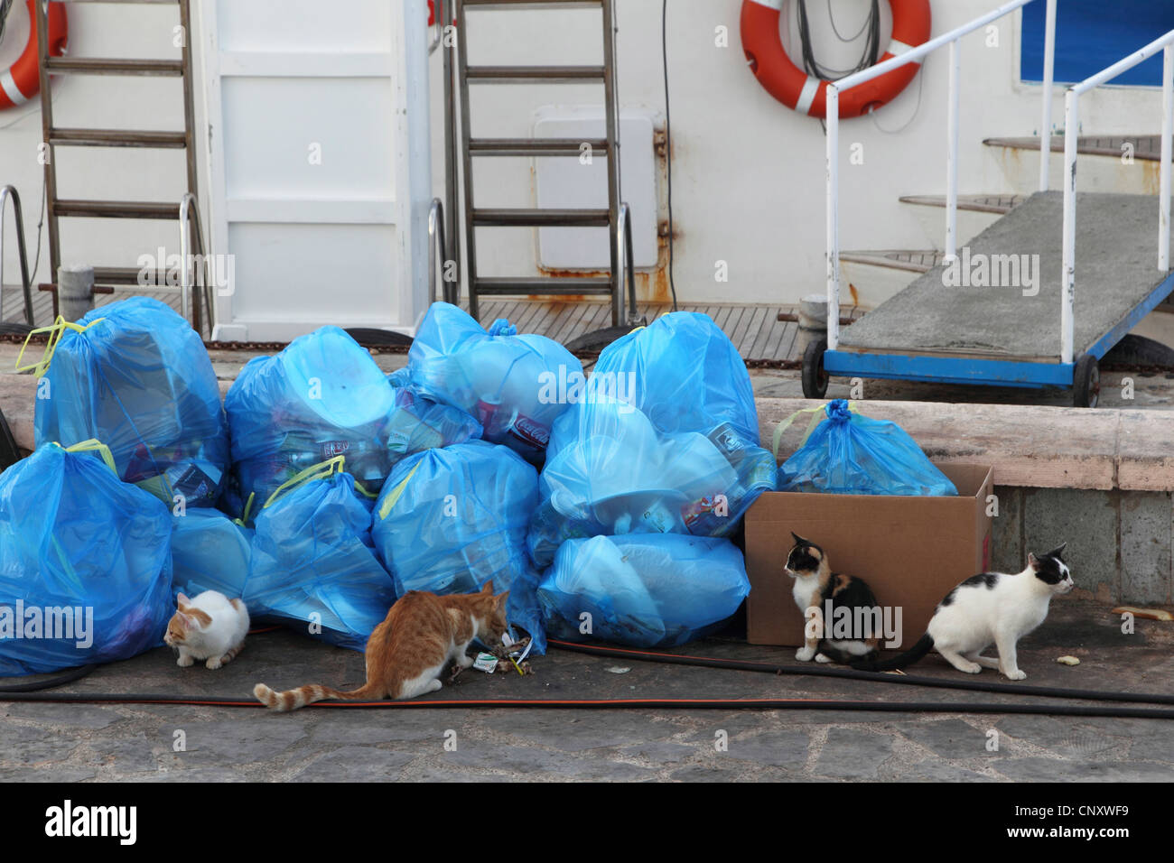 Gato en la basura fotografías e imágenes de alta resolución - Alamy