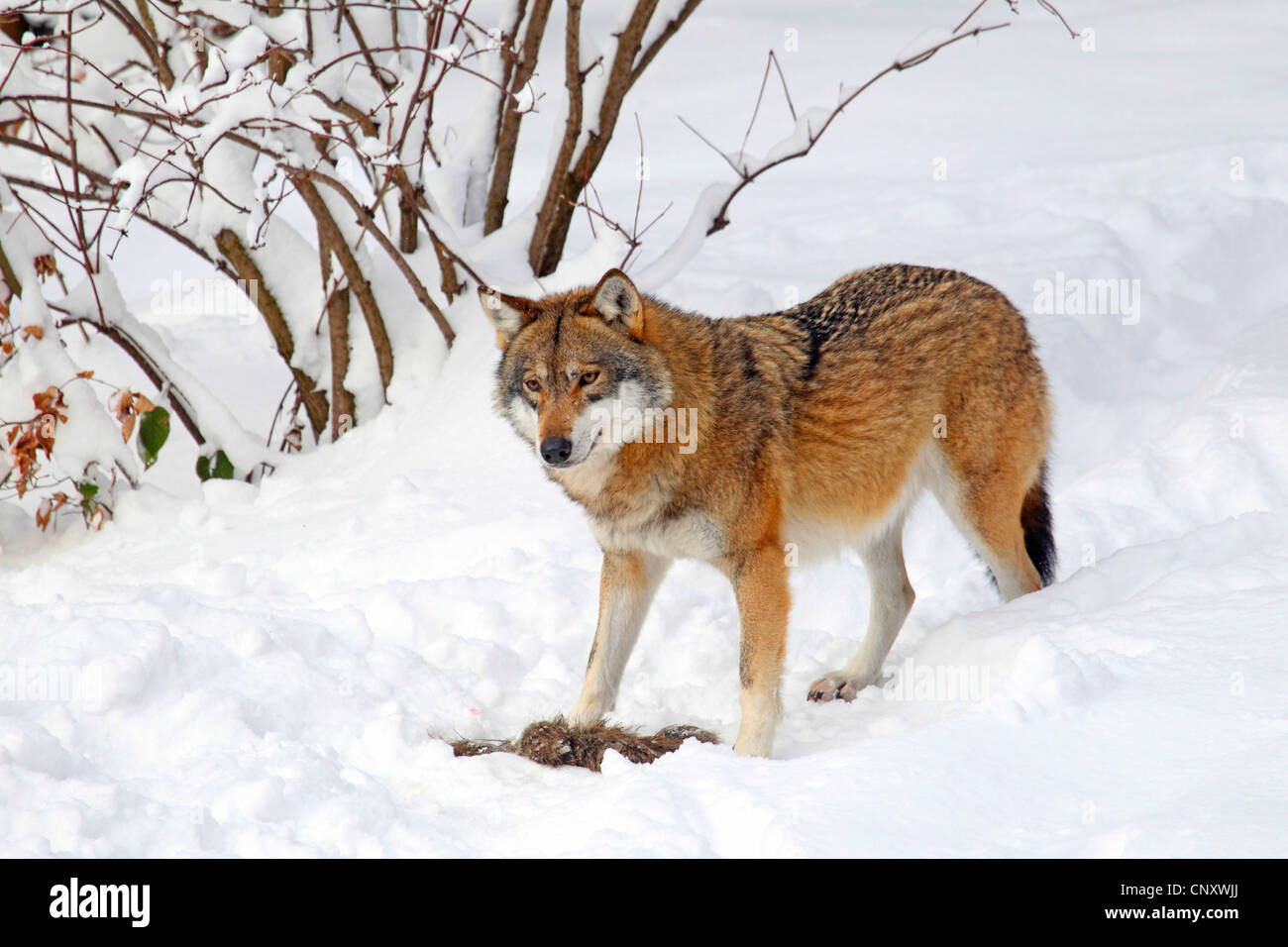 Unión lobo gris (Canis lupus lupus), en la nieve, Alemania Foto de stock