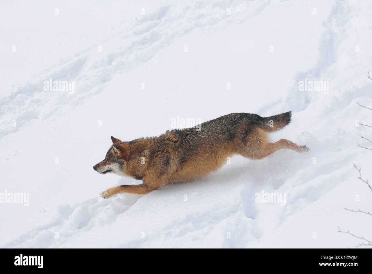 Unión lobo gris (Canis lupus lupus), funcionando a través de nieve profunda, Alemania Foto de stock