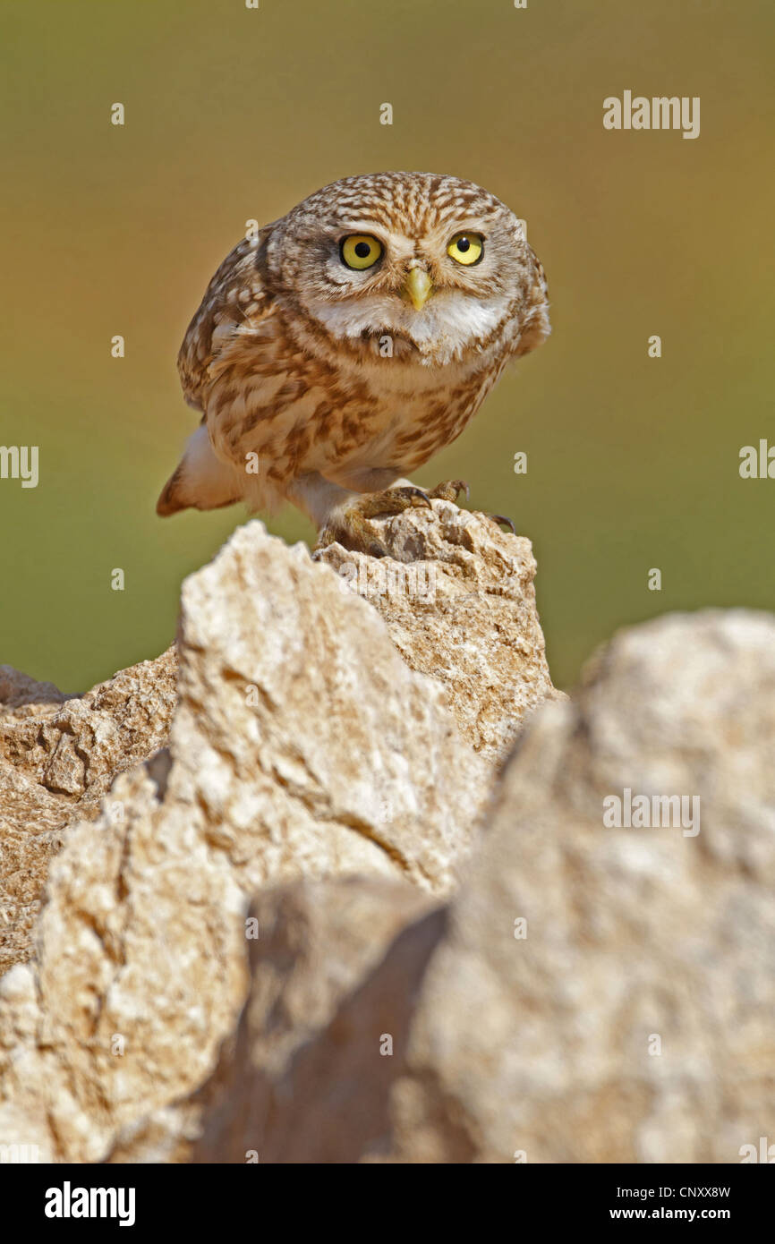 Pequeño búho (Athene noctua), sentada en cuclillas sobre una piedra, Turquía, Sanliurfa Foto de stock