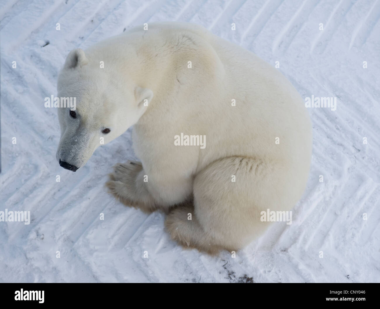 Los osos polares en Churchill, Manitoba Foto de stock